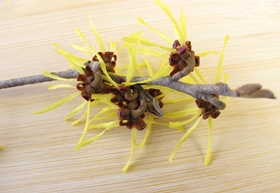 witch hazel for natural skin care